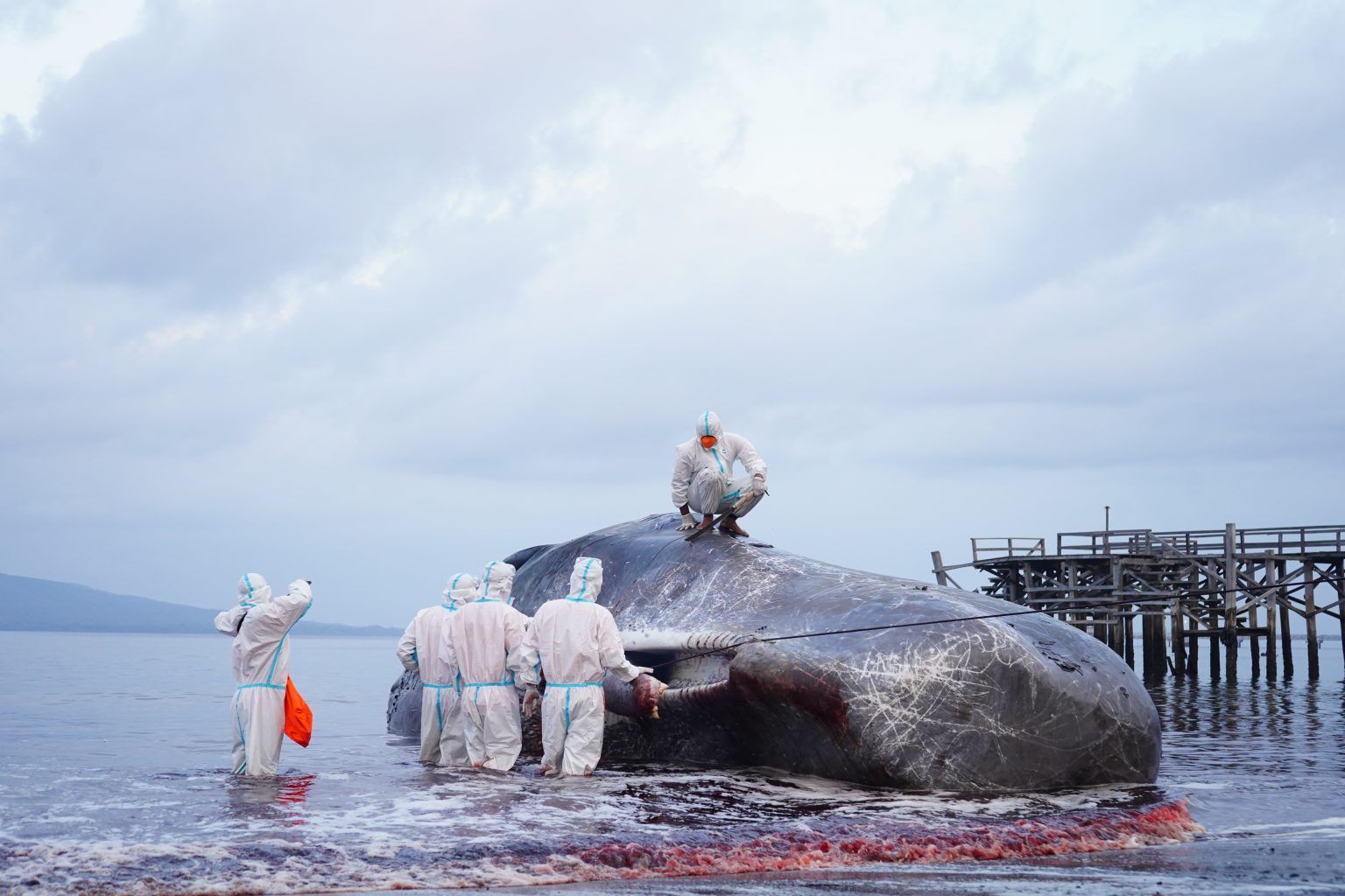 podiumnews.com-UNAIR Identifikasi Sebab Kematian Paus Terdampar di Banyuwangi